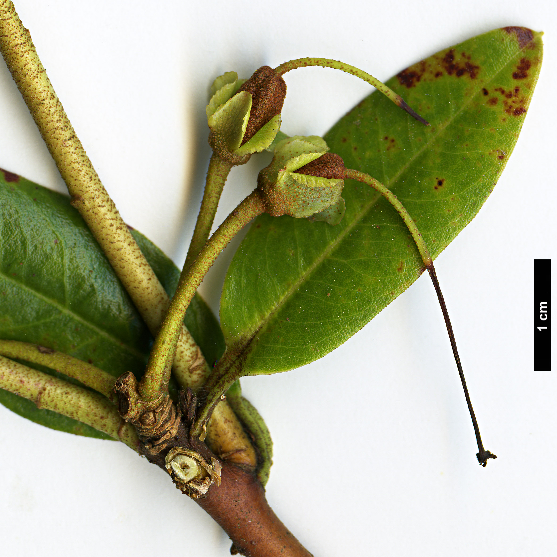 High resolution image: Family: Ericaceae - Genus: Rhododendron - Taxon: tephropeplum